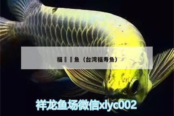 福魟魟魚，福[需手動填充][需手動填充]魚日常飲食指南