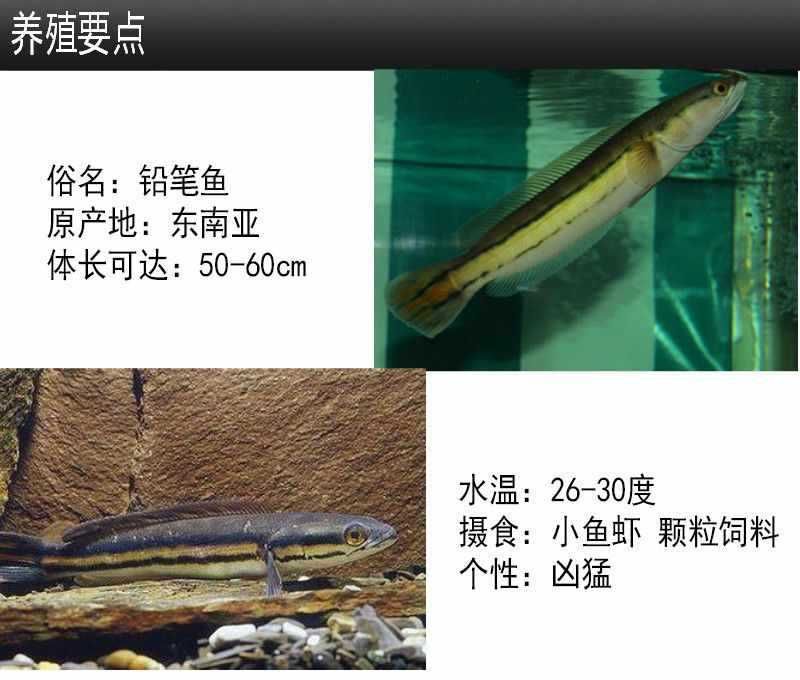 雷龍魚苗子 怎么養(yǎng)，養(yǎng)殖雷龍魚苗子的注意事項 龍魚百科 第3張