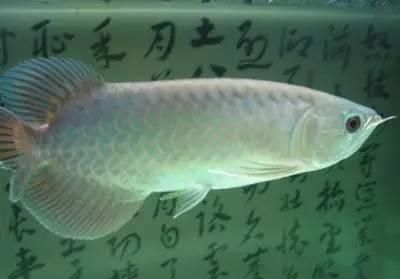 龍魚(yú)老孫微信，關(guān)于龍魚(yú)老孫的一些建議