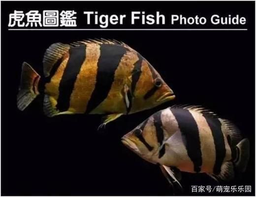 泰國(guó)虎魚(yú)繁殖餌料選擇指南，泰國(guó)虎魚(yú)繁殖餌料營(yíng)養(yǎng)搭配,泰國(guó)虎魚(yú)繁殖期健康監(jiān)測(cè)技巧 虎魚(yú)百科 第5張