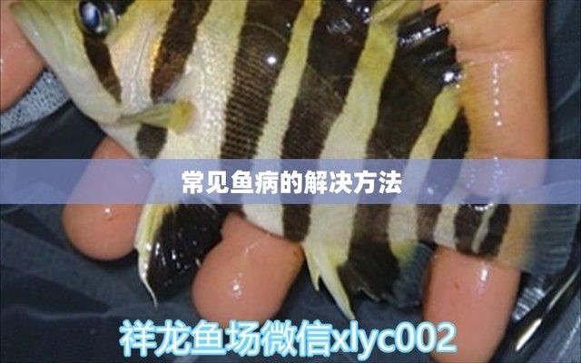 大白鯊魚苗隔離治療的步驟，大白鯊魚苗常見疾病預防，立鱗病的診斷標準 觀賞魚市場（混養(yǎng)魚） 第4張