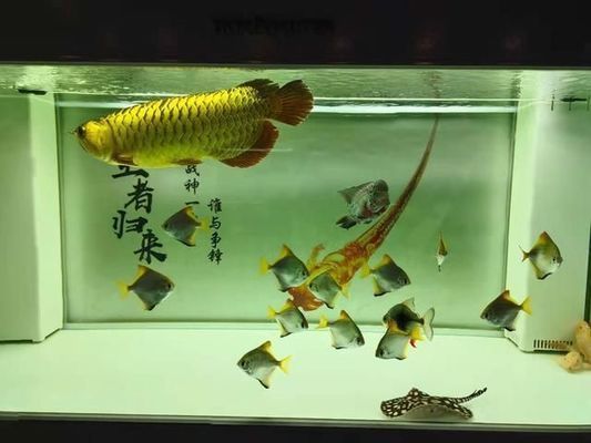 如何判斷魟魚(yú)健康狀態(tài)，如何判斷魟魚(yú)的健康狀態(tài)