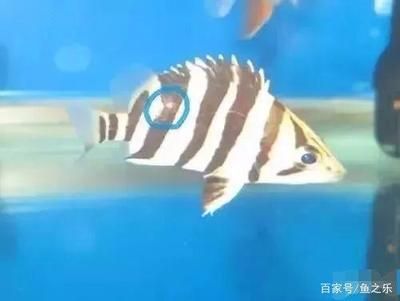 紅斑病對(duì)虎魚(yú)的影響，虎魚(yú)紅斑病對(duì)虎魚(yú)的影響主要體現(xiàn)在以下幾個(gè)方面 虎魚(yú)百科 第4張