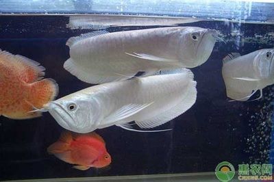 什么龍魚(yú)好看又便宜又漂亮呢，血紅龍和血紅龍魚(yú)哪一種好看又便宜又漂亮的龍魚(yú)品種 龍魚(yú)百科 第5張