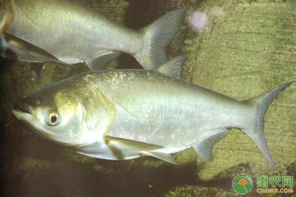 泰龐海鰱魚(yú)繁殖技術(shù)要點(diǎn)，泰龐海鰱魚(yú)的繁殖技術(shù)要點(diǎn) 觀賞魚(yú)市場(chǎng)（混養(yǎng)魚(yú)） 第3張