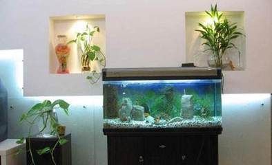 魟魚缸內(nèi)適宜植物選擇，適合魟魚缸內(nèi)的植物 魟魚百科 第5張