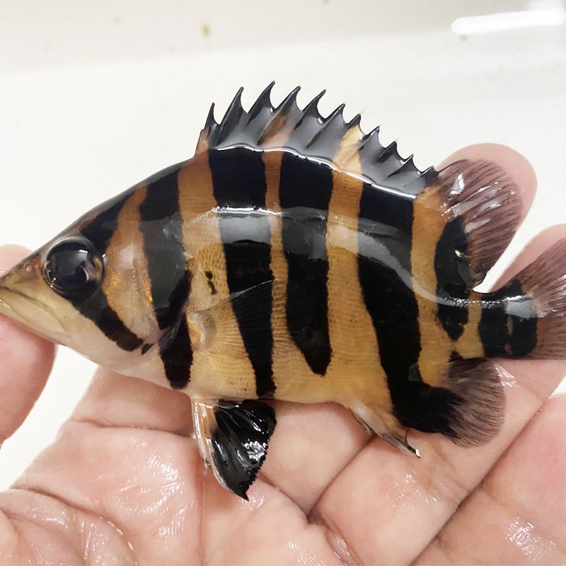 如何判斷龍魚與蘇虎魚和諧共處，如何判斷龍魚與蘇虎魚是否和諧共處 虎魚百科 第2張