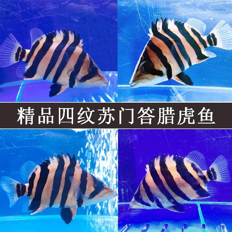 如何判斷龍魚與蘇虎魚和諧共處，如何判斷龍魚與蘇虎魚是否和諧共處 虎魚百科 第5張