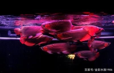 龍魚缸適合養(yǎng)什么魚？，龍魚缸適合與龍魚混養(yǎng)的魚類搭配需要注意的事項有哪些 魚缸百科 第4張