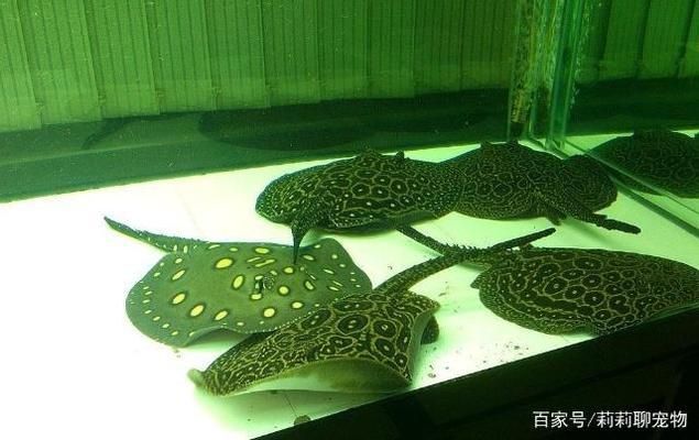 魟魚(yú)適宜的水族箱尺寸，飼養(yǎng)魟魚(yú)的水族箱尺寸 魟魚(yú)百科 第3張