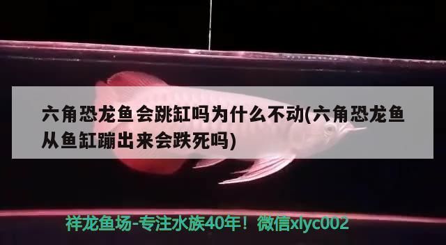 六角恐龍魚從魚缸蹦出來會(huì)跌死嗎為什么，六角恐龍魚從魚缸跳出后跌死的可能性較低