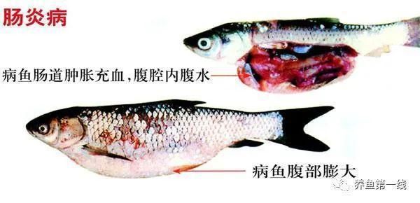 飛鳳魚腸炎病診斷標(biāo)準(zhǔn)，關(guān)于飛鳳魚腸炎病診斷標(biāo)準(zhǔn)并沒有完全相關(guān)的直接答案 觀賞魚市場（混養(yǎng)魚） 第3張