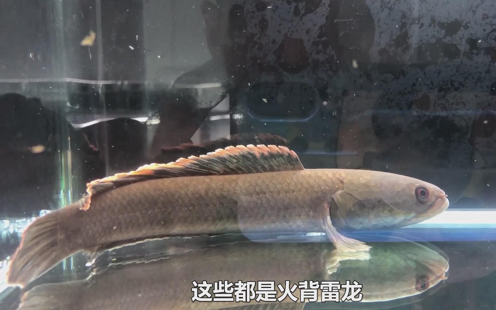 雷龍魚市場價(jià)格，雷龍魚市場價(jià)格趨勢預(yù)測雷龍魚品種及其價(jià)格范圍 龍魚百科 第5張