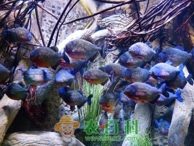 虎魚水質(zhì)管理的最佳實踐，虎魚水質(zhì)管理最佳實踐 虎魚百科 第3張