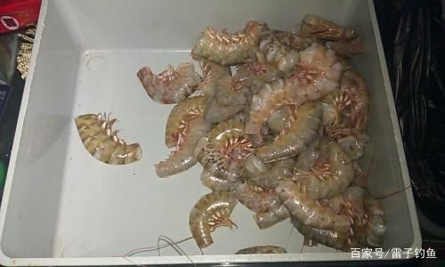 老虎魚活餌保存方法，老虎魚活餌的保存方法