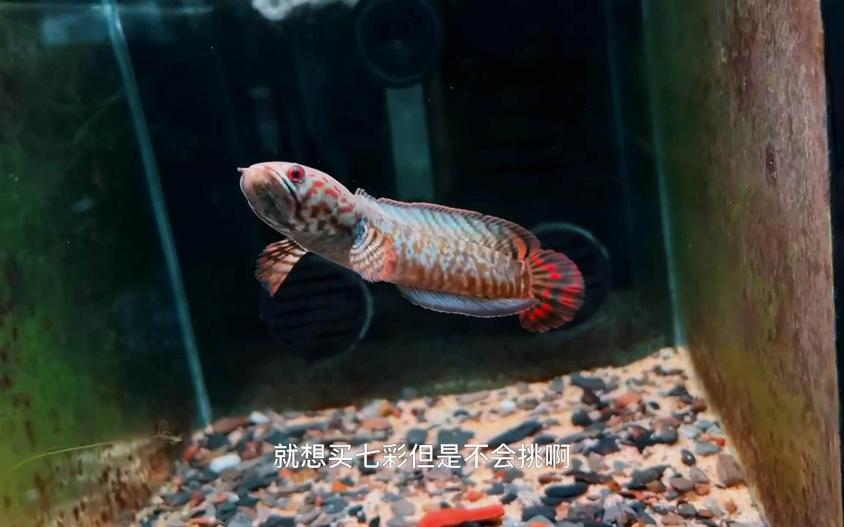 雷龍魚(yú)哪種好，雷龍魚(yú)怎么養(yǎng)？ 龍魚(yú)百科 第1張