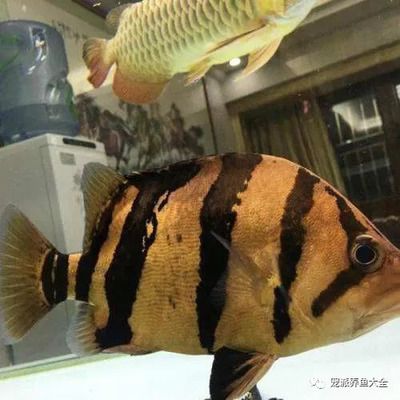 三紋虎魚(yú)最佳飼養(yǎng)溫度，三紋虎魚(yú)最佳飼養(yǎng)溫度為24-[需手動(dòng)填充]適宜的酸堿度為24-[需手動(dòng)填充] 虎魚(yú)百科 第1張