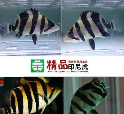 印尼虎魚苗喂養(yǎng)技巧分享，印尼虎魚苗喂養(yǎng)技巧 虎魚百科 第5張