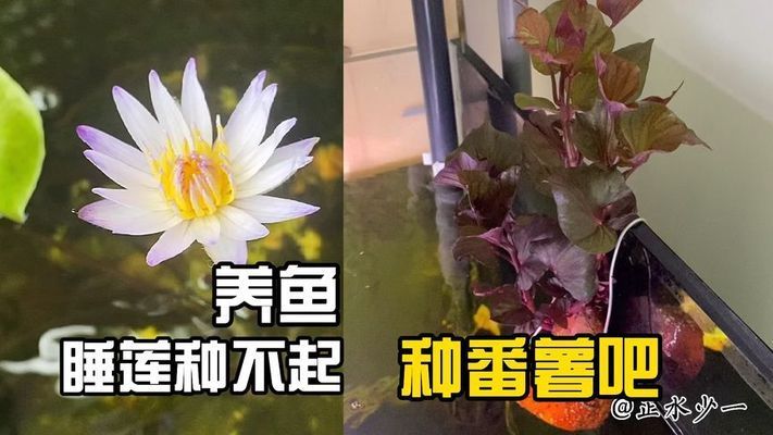 魚苗氨氮超標處理方案，如何預防魚苗氨氮超標 觀賞魚市場（混養(yǎng)魚） 第2張