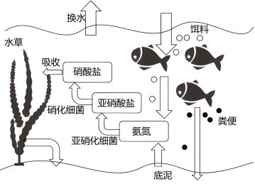 魚苗氨氮超標處理方案，如何預防魚苗氨氮超標 觀賞魚市場（混養(yǎng)魚） 第5張