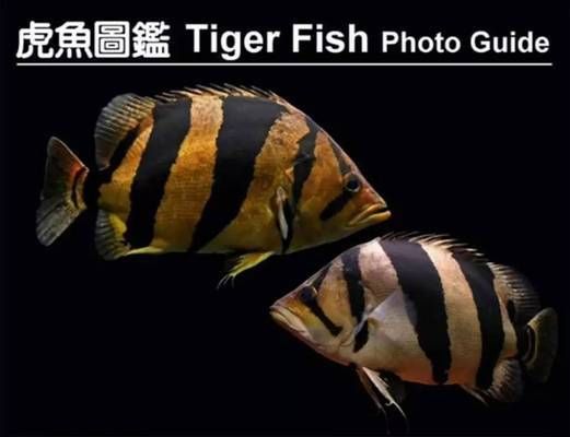 泰國(guó)虎魚(yú)鰭形的進(jìn)化歷程探究，泰國(guó)虎魚(yú)鰭形的進(jìn)化歷程 虎魚(yú)百科 第1張