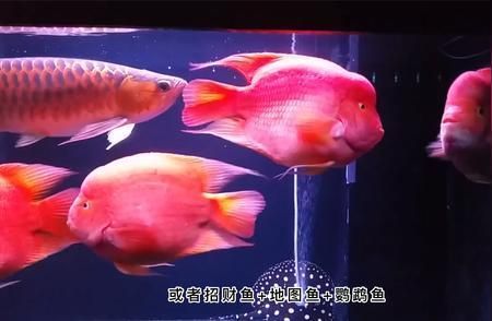 鸚鵡魚(yú)混養(yǎng)搭配建議，鸚鵡魚(yú)混養(yǎng)搭配建議以增強(qiáng)魚(yú)缸生態(tài)多樣性和觀(guān)賞價(jià)值 觀(guān)賞魚(yú)市場(chǎng)（混養(yǎng)魚(yú)） 第2張