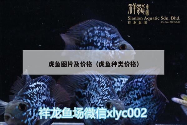 虎魚市場價格波動原因，虎魚市場價格的波動受到多種因素影響泰國虎魚養(yǎng)殖技術(shù)要點 虎魚百科 第5張