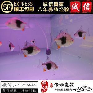 銀版魚飼料喂養(yǎng)技巧，關(guān)于銀版魚飼料喂養(yǎng)的一些技巧 虎魚百科 第6張