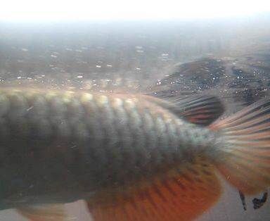 龍魚喂飼料可以嗎怎么喂，龍魚可以喂食飼料的，但需要注意飼料的選擇和喂養(yǎng)技巧 龍魚百科 第4張