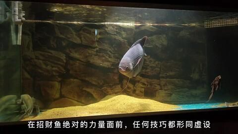 招財(cái)戰(zhàn)船魚繁殖后的幼魚管理，招財(cái)戰(zhàn)船魚幼魚生長(zhǎng)環(huán)境優(yōu)化技巧 觀賞魚市場(chǎng)（混養(yǎng)魚） 第4張