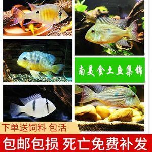 白子關刀魚苗飼料選擇指南