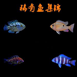 翡翠鳳凰魚，翡翠鳳凰魚是一種觀賞性極高的魚類