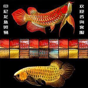 金龍魚與銀龍魚，金龍魚與銀龍魚混養(yǎng)注意事項