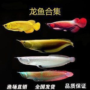 金龍魚與銀龍魚，金龍魚與銀龍魚混養(yǎng)注意事項(xiàng) 龍魚百科 第2張