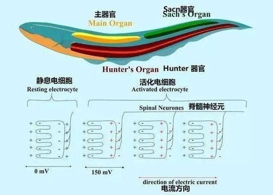 電鰻電場感應(yīng)器官的結(jié)構(gòu)解析，電鰻電場感應(yīng)器官的結(jié)構(gòu)解析：電鰻電場感應(yīng)器官的修復(fù)與再生