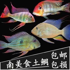 赤荔鳳冠魚飼料選擇指南，自制赤荔鳳冠魚飼料營養(yǎng)價值分析,赤荔鳳冠魚飼料保存方法 觀賞魚市場（混養(yǎng)魚） 第2張