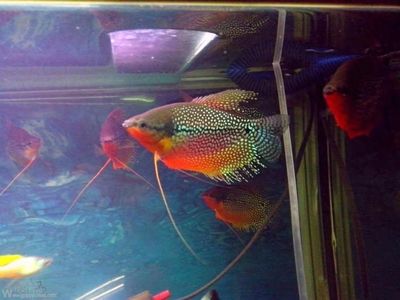 麗麗魚和曼龍魚的區(qū)別，麗麗魚和曼龍魚有什么區(qū)別