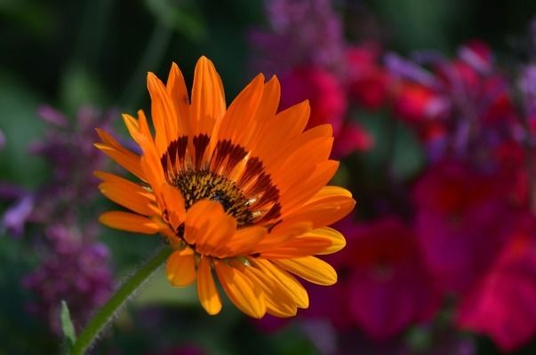 紅老虎魚活餌選擇技巧，紅老虎魚活餌保存方法 虎魚百科 第4張