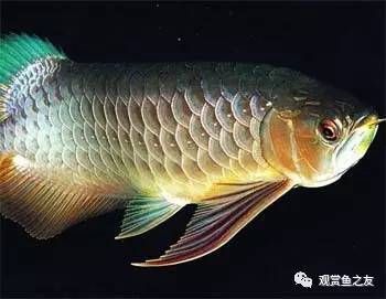 清道夫和龍魚一起養(yǎng)，清道夫和龍魚共養(yǎng)的可行性與注意事項 龍魚百科 第5張