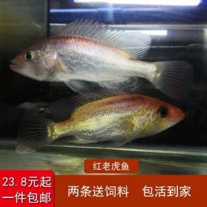 紅老虎魚飼養(yǎng)常見(jiàn)問(wèn)題，紅老虎魚的飼養(yǎng)方法 觀賞魚市場(chǎng)（混養(yǎng)魚） 第2張