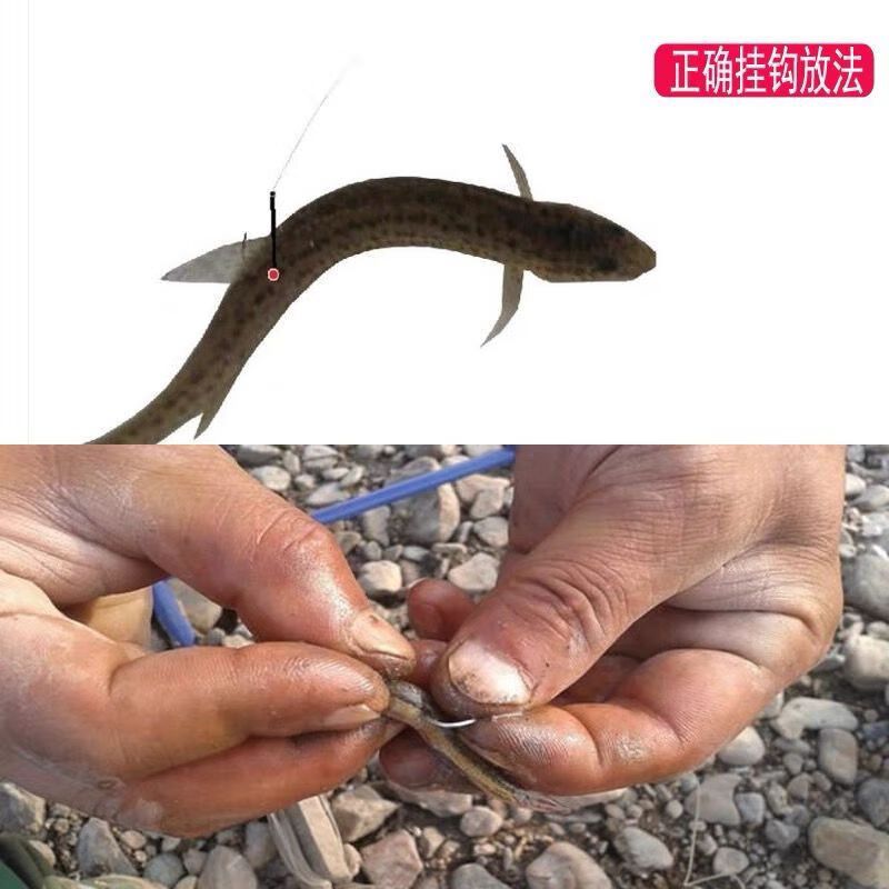 龍魚(yú)吃小泥鰍，龍魚(yú)吃小泥鰍是一種常見(jiàn)的喂食方式，但需要注意一些處理方法