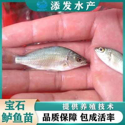 寶石魚苗選購注意事項，如何選購寶石魚苗