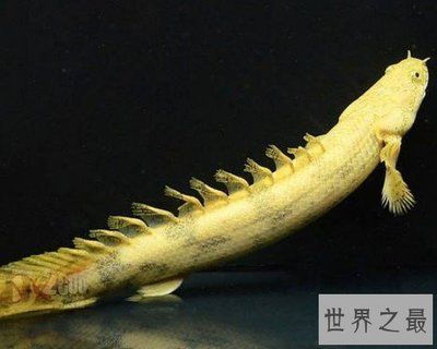 恐龍魚最佳水溫和水質(zhì)，六角恐龍魚和虎斑恐龍魚對水溫和水質(zhì)的要求