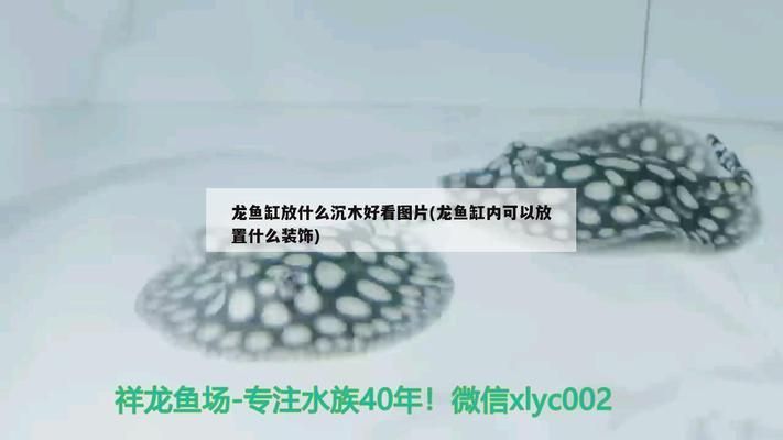 龍魚缸放沉木效果圖，沉木對龍魚的影響 魚缸百科 第5張