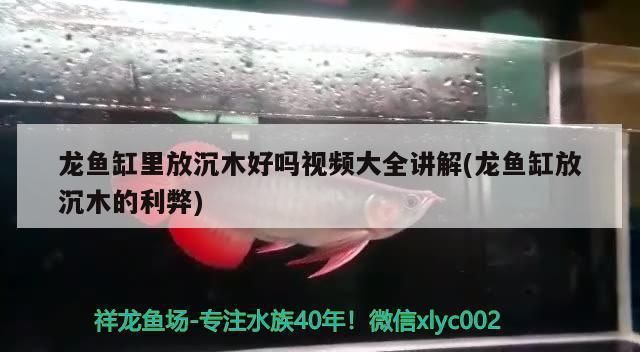 龍魚缸放沉木效果圖，沉木對龍魚的影響 魚缸百科 第3張