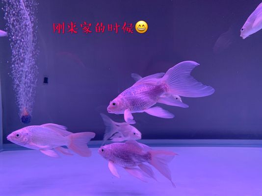 蝴蝶鯉幼魚成長(zhǎng)階段飼料選擇，蝴蝶鯉幼魚成長(zhǎng)階段飼料選擇對(duì)其健康成長(zhǎng)至關(guān)重要 虎魚百科 第5張