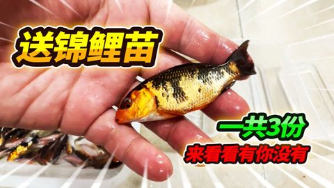 招財貓魚苗混養(yǎng)搭配建議，招財貓魚苗混養(yǎng)搭配 虎魚百科 第6張