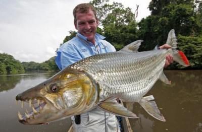 非洲虎魚(yú)生活環(huán)境適應(yīng)性研究，關(guān)于非洲虎魚(yú)生活環(huán)境適應(yīng)性的研究具有重要意義 虎魚(yú)百科 第5張