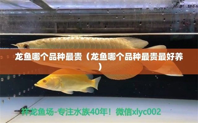 龍魚哪個品種價格最貴的魚最好養(yǎng)，血紅龍魚、過背金龍魚、銀龍魚、羅漢魚的價格對比