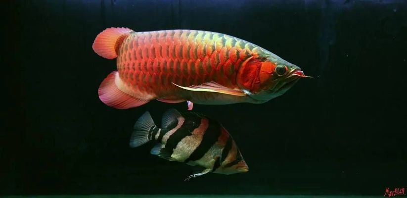 龍魚哪個品種價格最貴的魚最好養(yǎng)，血紅龍魚、過背金龍魚、銀龍魚、羅漢魚的價格對比